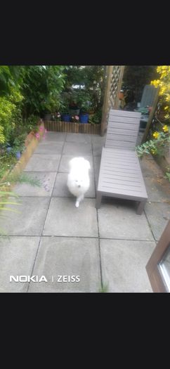 garden chair lounge