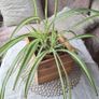Spider Plant in Wooden Planter Image 9