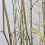 Bamboo plants Image 3