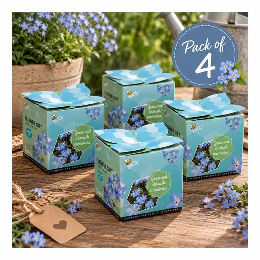 Buzzy Forget-Me-Not flower gift - pack of 4