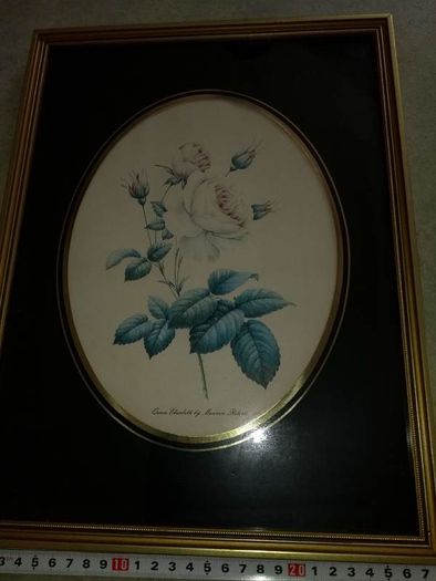 Lovely picture of still life of blue flower.