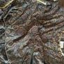 Brand new 2 shalwar kameez Asian clothes Image 4
