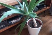 Aloe Vera Houseplant