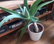 Aloe Vera Houseplant