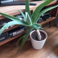 Aloe Vera Houseplant