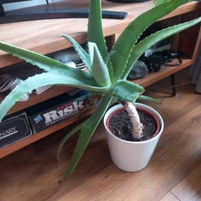 Aloe Vera Houseplant