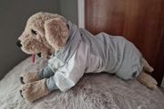 dog cloth