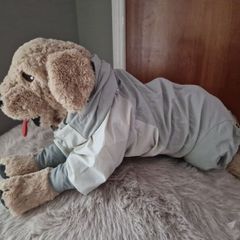 dog cloth
