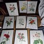 Set of 9 antique botanical prints by Redoute, framed Image 2