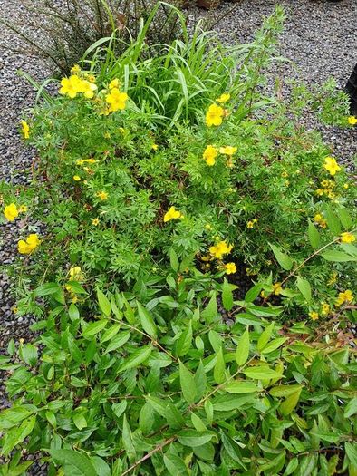Shrubs and Garden Plants