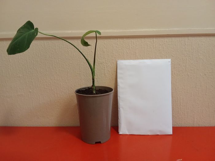 Indoor plant young monstera