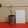 Indoor plant young monstera Image 3