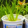 Aquarium Clay-peat balls Image 8