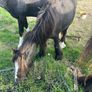 Yearlings Image 4
