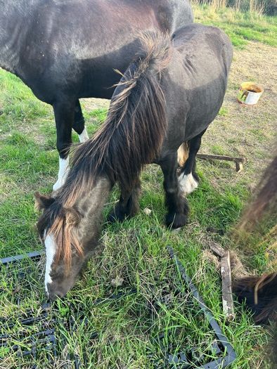 Yearlings