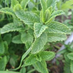 Spearmint