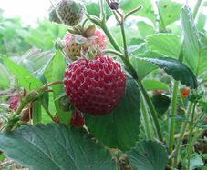10 Strawberry Plants - Mieze Schindler / Strasberry Bare Root plants