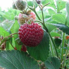 10 Strawberry Plants - Mieze Schindler / Strasberry Bare Root plants