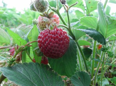 10 Strawberry Plants - Mieze Schindler / Strasberry Bare Root plants