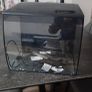 Fish Image 2
