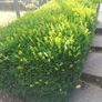 Box Hedging Image 4