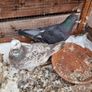 Pet pigeon for sale Image 7