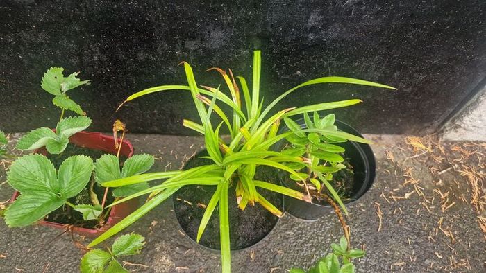 ornamental grass