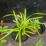 ornamental grass Image 2