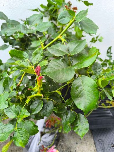 garden plants