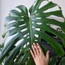 Large monstera deliciosa Image 5