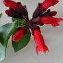 Aeschinantus Mona Lisa. Lipstick plant. House plant. Image 6