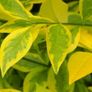 plants Image 2
