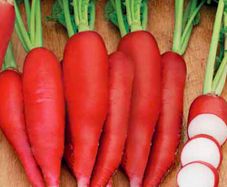 (R) Radish Krasnyj Velikan seeds 3g (121069)
