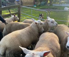Sheep