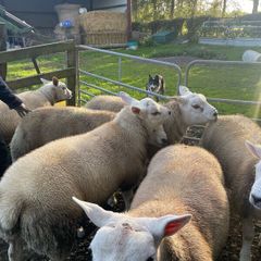 Sheep