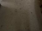 Carpet cleaning Image 2