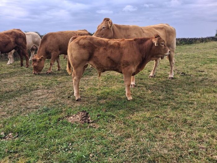 PB  Loyal Limousin Bull,