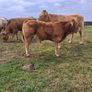 PB  Loyal Limousin Bull, Image 8