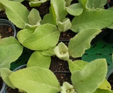 Mullein (Verbascum thapsus) 7cm pots