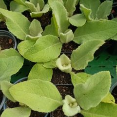 Mullein (Verbascum thapsus) 7cm pots