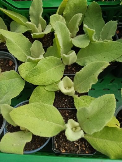 Mullein (Verbascum thapsus) 7cm pots