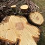 Logs.   Free. Clean. Dry medium wood. Image 4