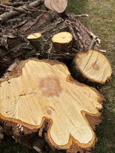Logs.   Free. Clean. Dry medium wood.