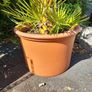 Chamaerops Planter Image 3