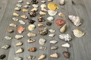Seashells