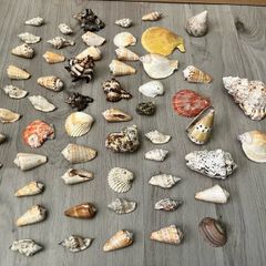 Seashells