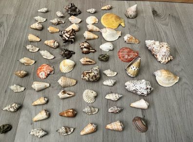 Seashells