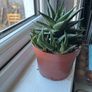 Haworthia Succulent Multiple Plants Image 3