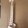 Flexible Spine Model Life Size Image 7