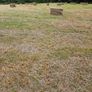 Organic Hay Image 4